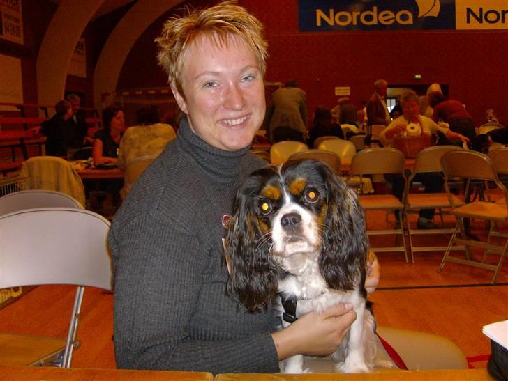 Cavalier king charles spaniel Zika - Så er jeg ved at være klar til udstilling billede 6