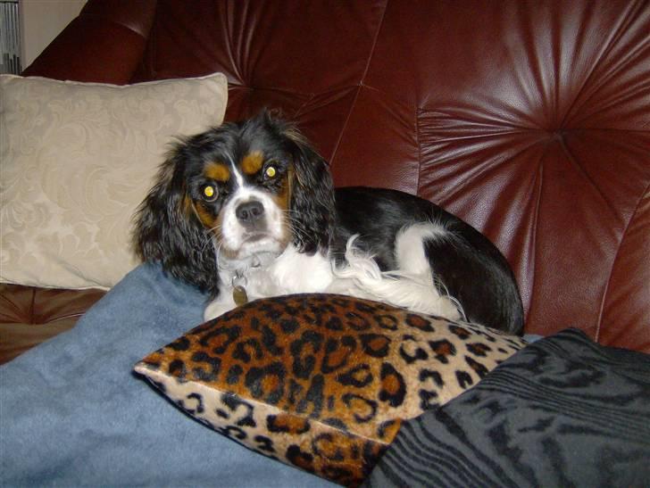 Cavalier king charles spaniel Zika - Sagde du noget? hmm. Jeg lagde lige og sov billede 8