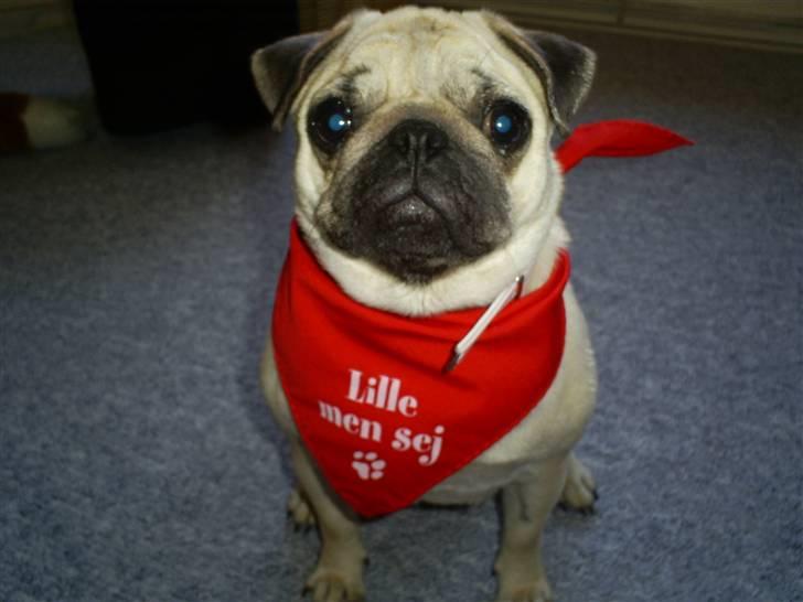 Mops Lulu  -  Lille men sej! billede 1