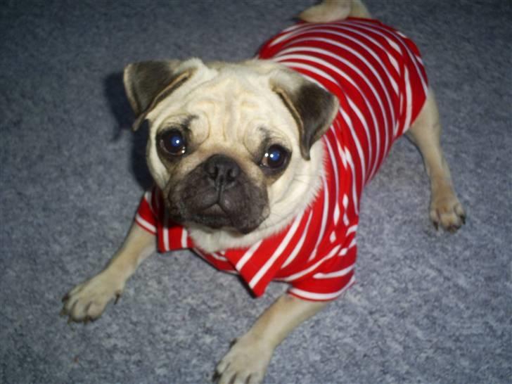 Mops Lulu  - er jeg ikk nuttet... billede 2