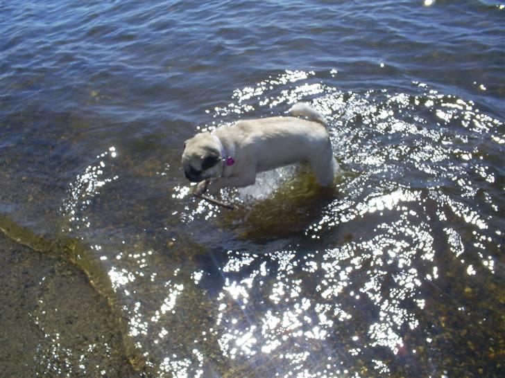 Mops Lulu  - uhh.. vandet er dejligt billede 3