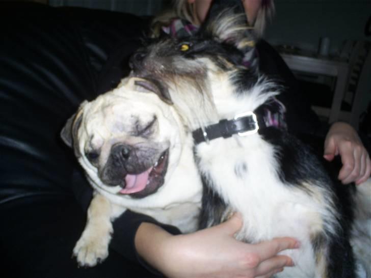 Mops Lulu  billede 4