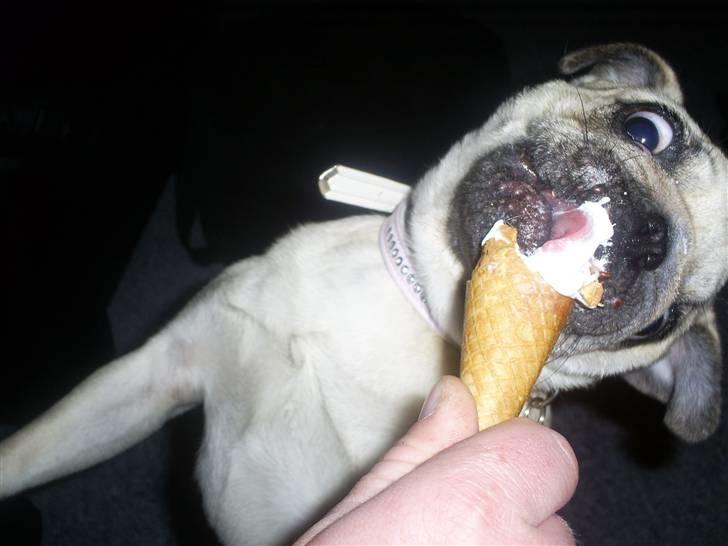 Mops Lulu  - ummm! IS billede 5