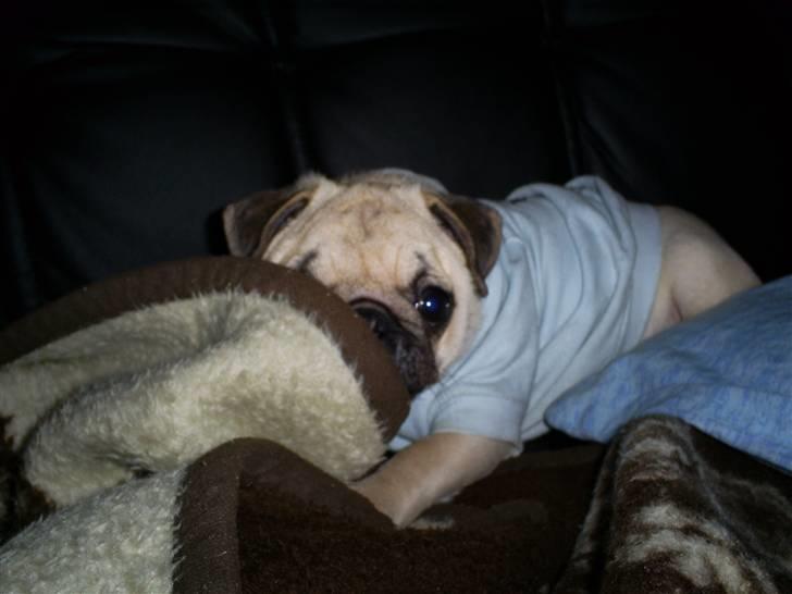 Mops Lulu  billede 6