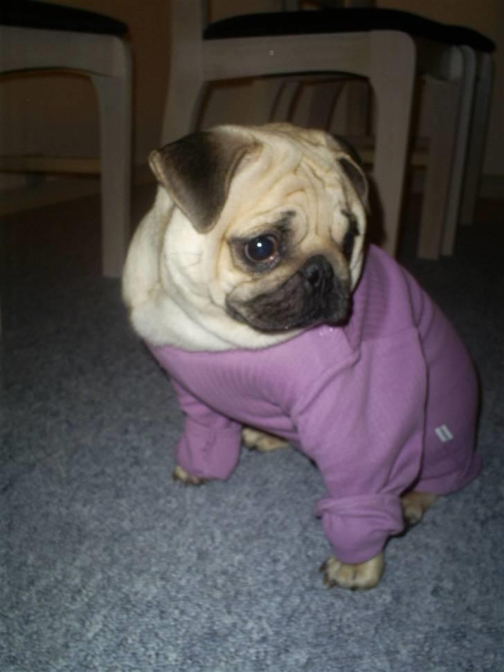 Mops Lulu  - natteklar;) billede 7