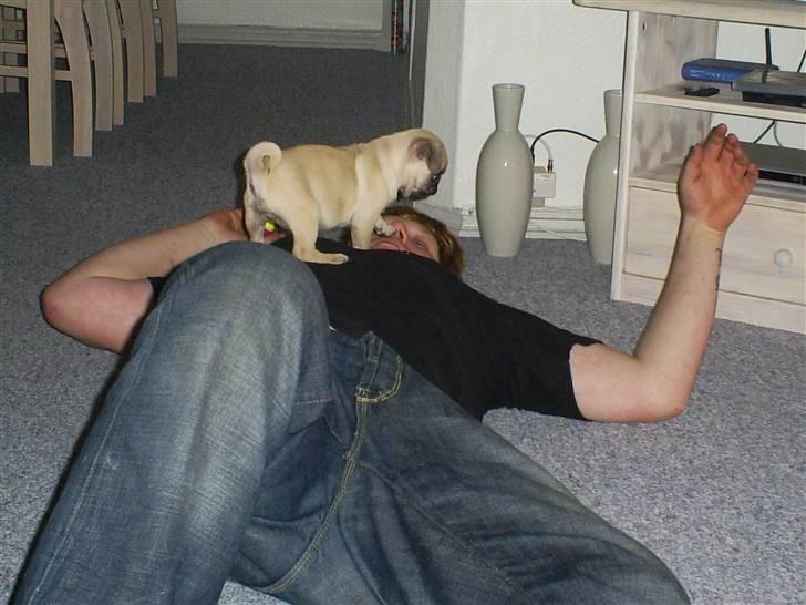 Mops Lulu  - Det er ikk størrelsen, det er gørelsen :) billede 9