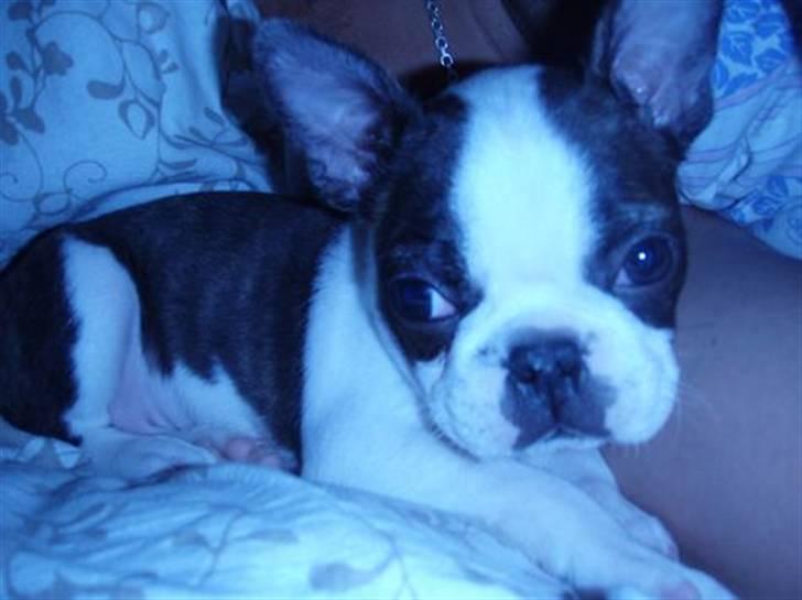 Boston terrier Elvis billede 9