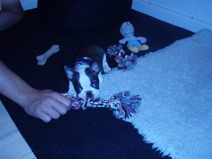 Boston terrier Elvis billede 10