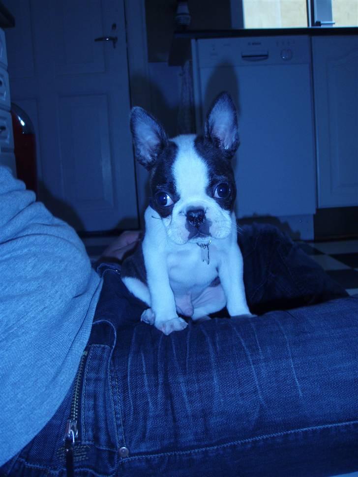 Boston terrier Elvis billede 11