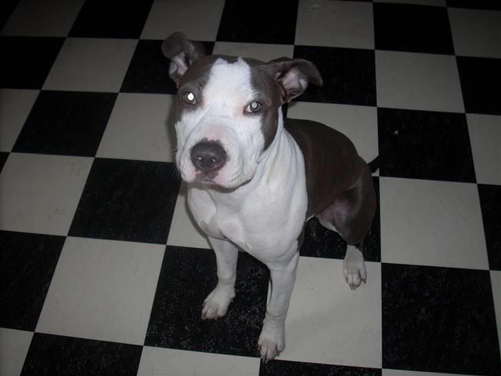 Amerikansk staffordshire terrier Akeela - Smukke Akeela.. billede 9