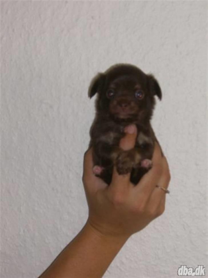 Chihuahua Troy - der er han kun to uger gammel  billede 3