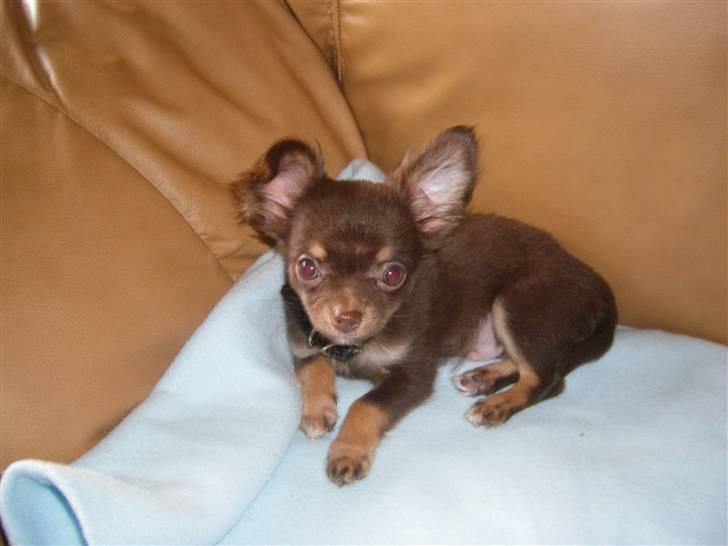 Chihuahua Troy billede 4