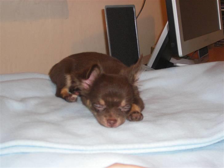 Chihuahua Troy - jeg tag mig lige en lur billede 5