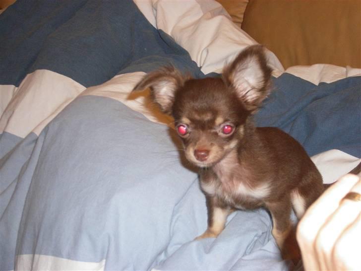 Chihuahua Troy billede 6