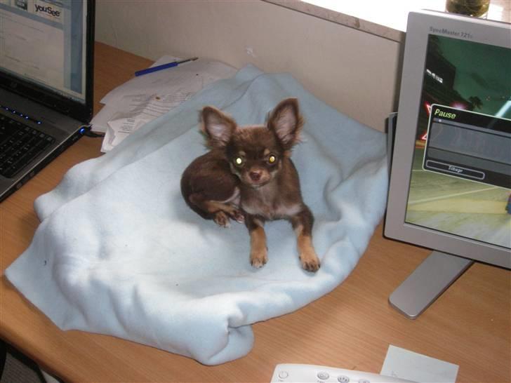 Chihuahua Troy billede 7