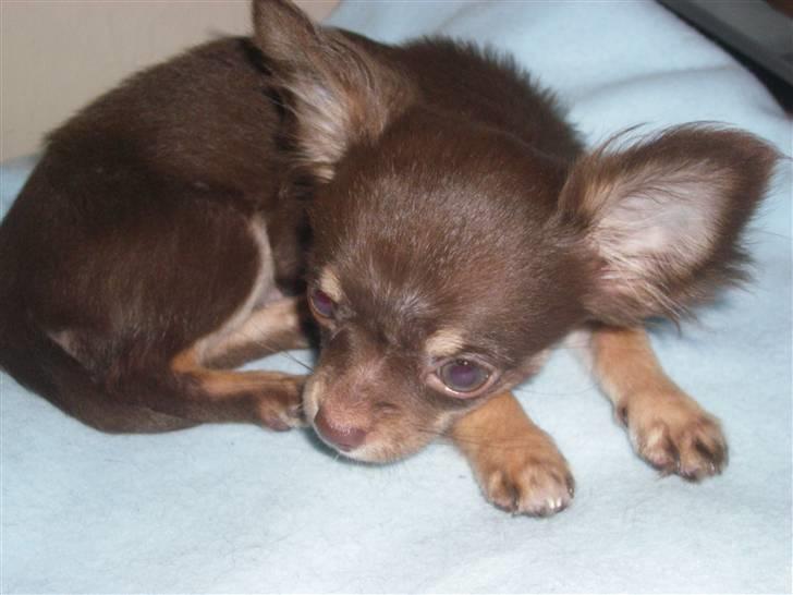 Chihuahua Troy billede 8