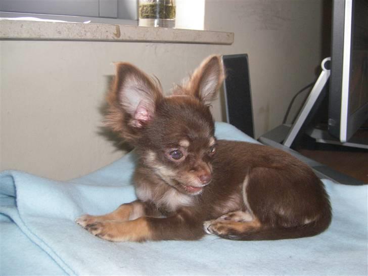 Chihuahua Troy billede 9