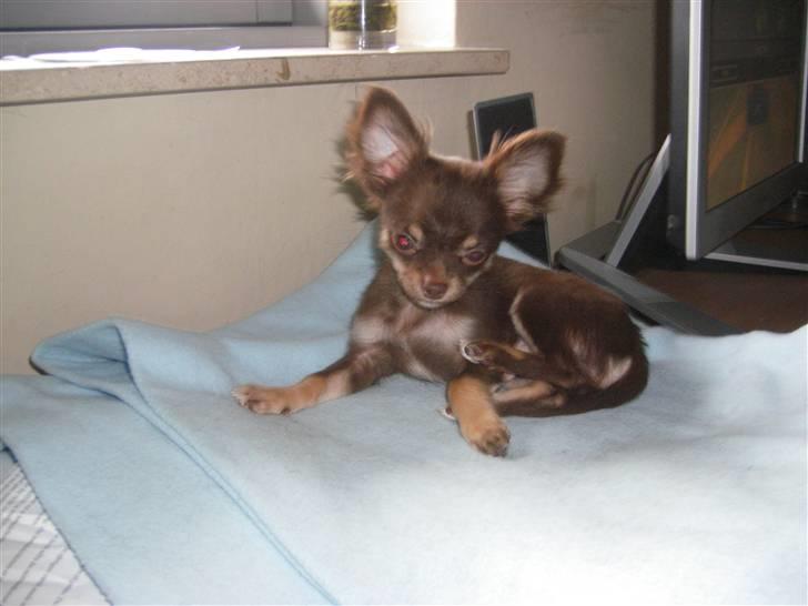 Chihuahua Troy billede 10