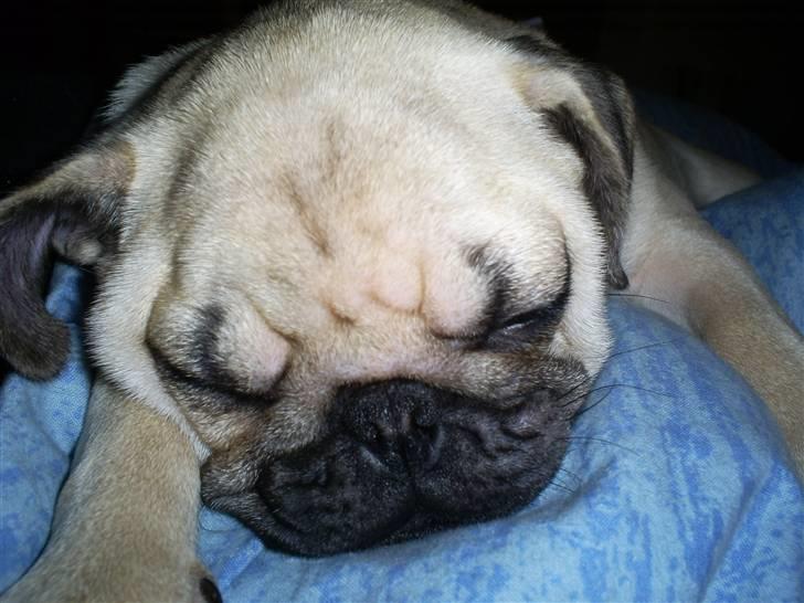 Mops Lulu  - ZZZzzzzZZZZ billede 10