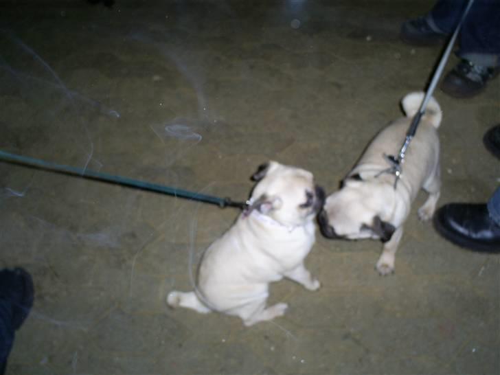 Mops Lulu  - hundetræning med Alfred billede 11