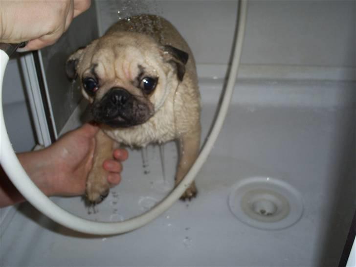 Mops Lulu  - uff! hader bad billede 12