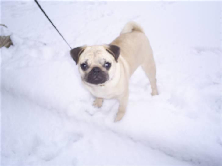 Mops Lulu  - første sne billede 13