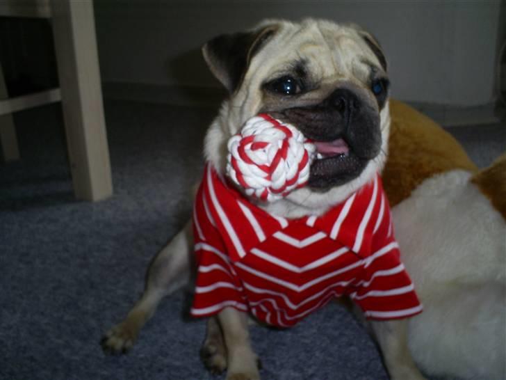 Mops Lulu  billede 14