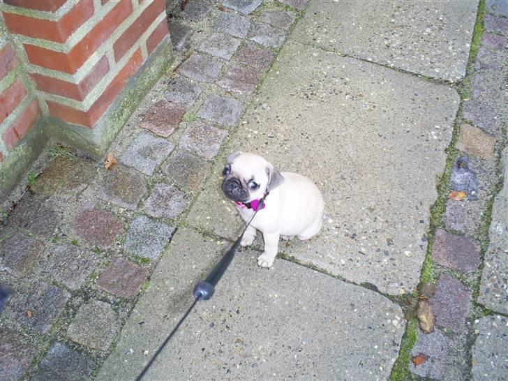 Mops Lulu  - uhh... det er koldt! billede 15