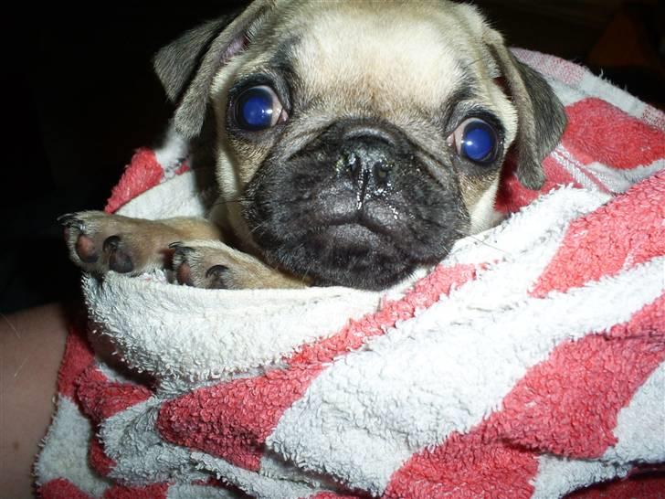 Mops Lulu  - uhhh... godt med et bad.. billede 16