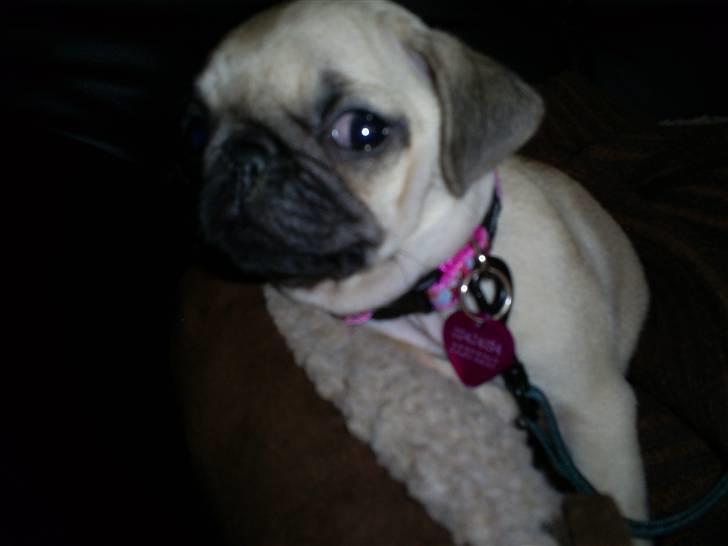 Mops Lulu  billede 17