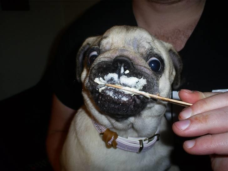 Mops Lulu  - Uhh.. is er godt!!!!! billede 18