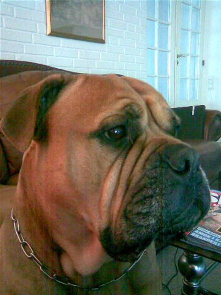 Blanding af racer Pi    R.I.P. - Carlo billede 6