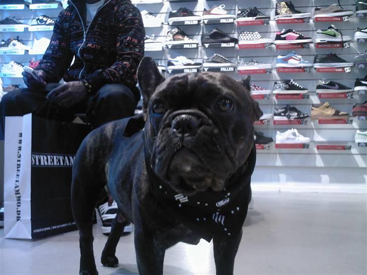 Fransk bulldog Trunte  billede 15