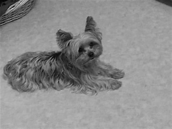 Yorkshire terrier Krümmel !!død!! - sort-hvide billede 7