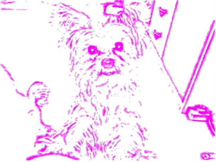 Yorkshire terrier Krümmel !!død!! - stempel af billed 9 billede 8