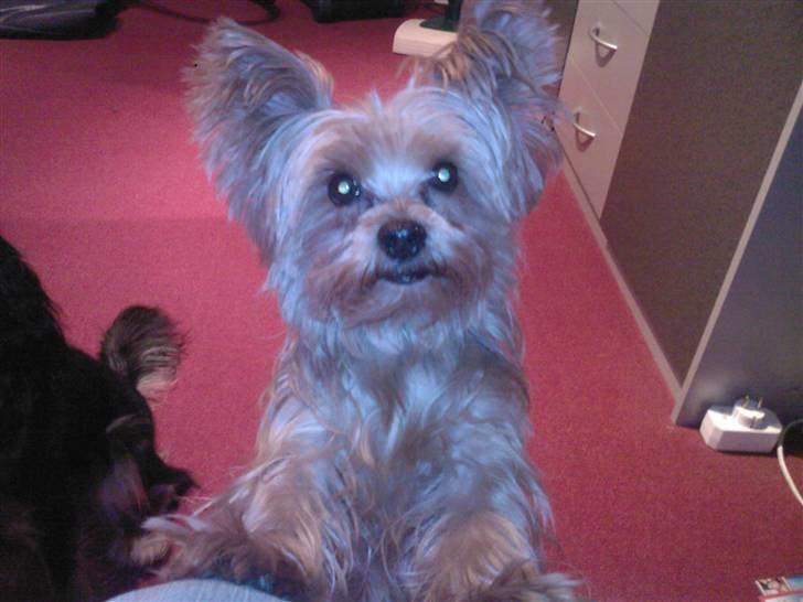 Yorkshire terrier Krümmel !!død!! - hehe billede 9