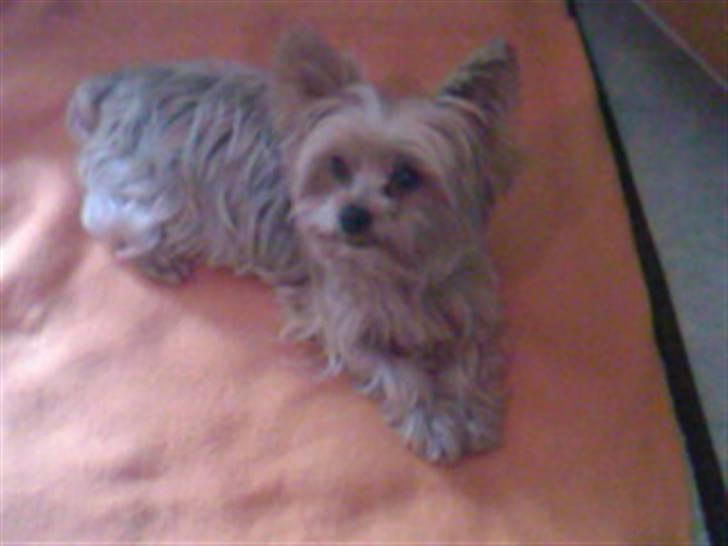 Yorkshire terrier Krümmel !!død!! - han er bare såååå meeeeeeeeeeegaaaaaaaaa floooot billede 10