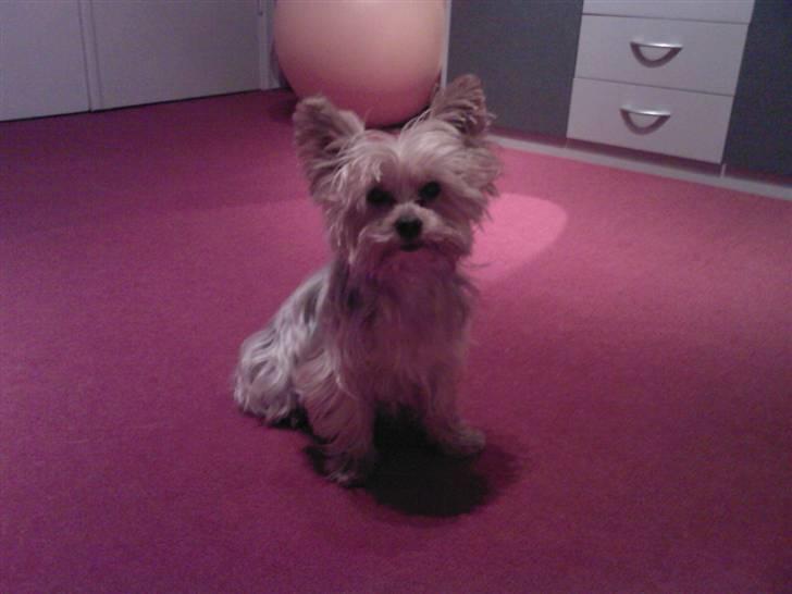 Yorkshire terrier Krümmel !!død!! - hm...han ser på sååå flot ud.. billede 11