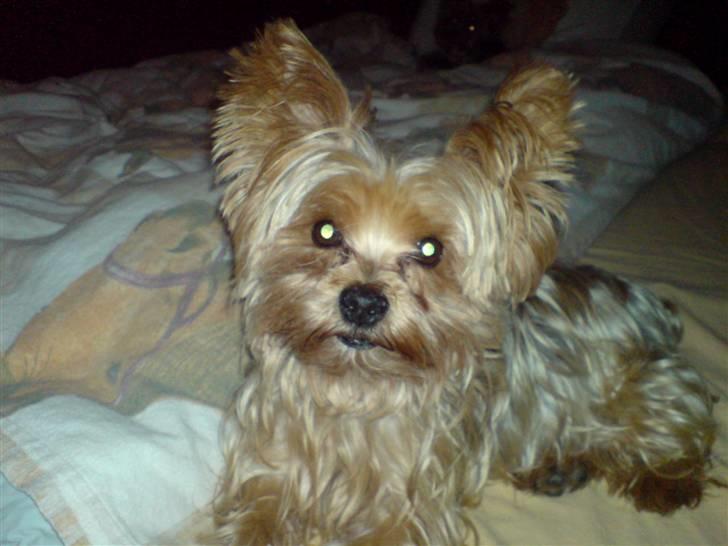 Yorkshire terrier Krümmel !!død!! - den billed har laver min mor ... billede 12