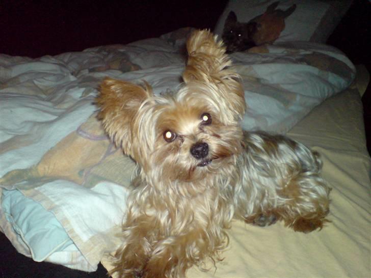 Yorkshire terrier Krümmel !!død!! - igen min mor .. billede 13