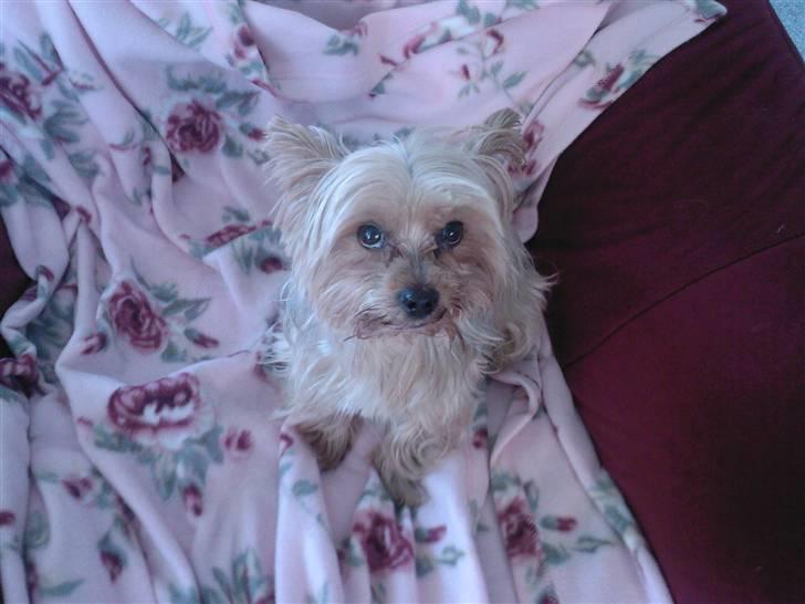 Yorkshire terrier Krümmel !!død!! - der ser han bare mega ked af det ud . billede 14