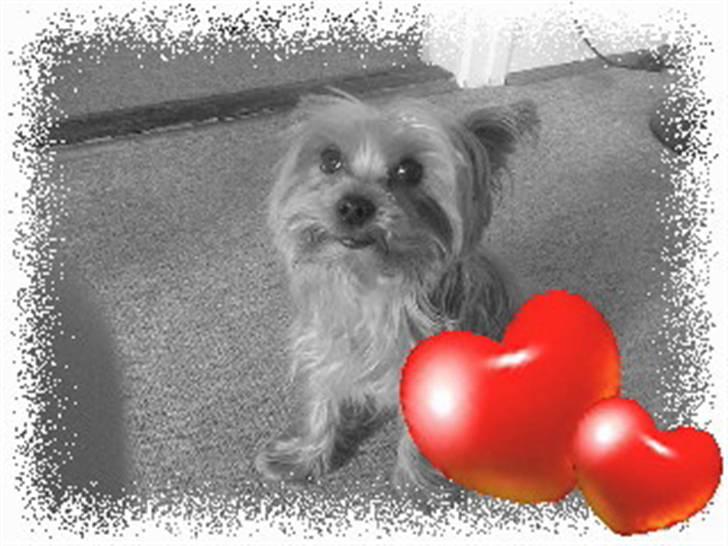 Yorkshire terrier Krümmel !!død!! - jeg elsker dig krümmel billede 15