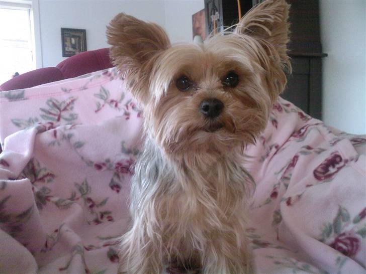 Yorkshire terrier Krümmel !!død!! - heey whats up?! hhehe <3 billede 16