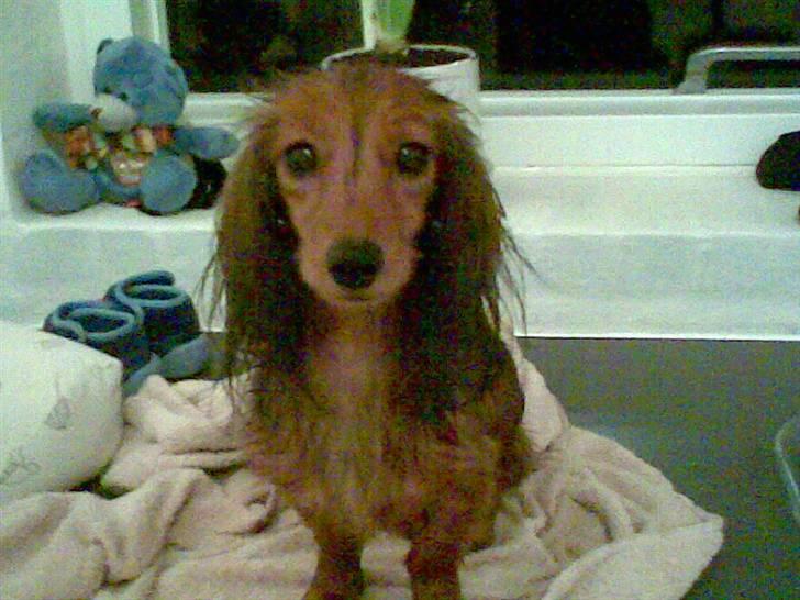 Miniature gravhund heimays emeli fleur - øv hvor vådt  billede 2