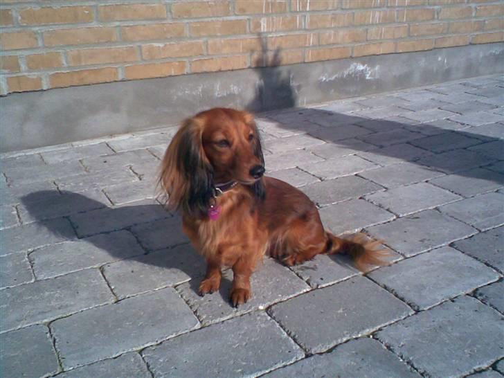 Miniature gravhund heimays emeli fleur - soldronningen  billede 3