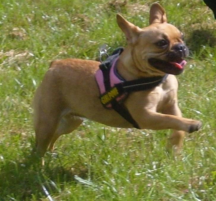 Fransk bulldog Angel - Det er så mig Angel  D.14-6 2008 billede 1