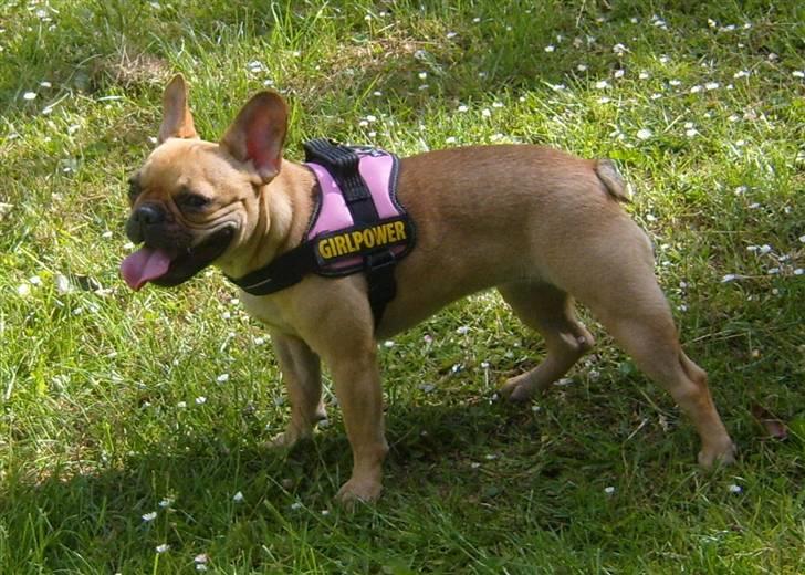 Fransk bulldog Angel billede 2