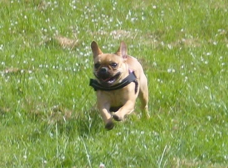 Fransk bulldog Angel billede 3