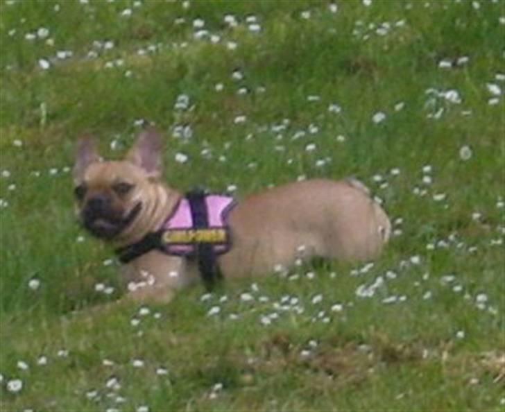 Fransk bulldog Angel billede 4