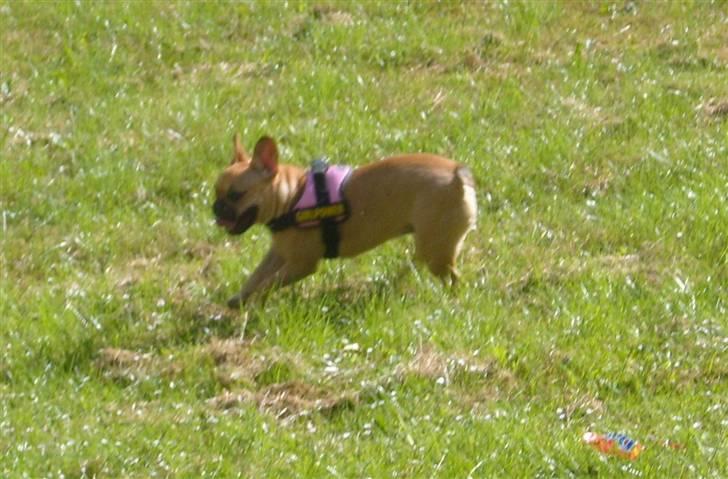 Fransk bulldog Angel billede 5